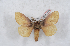  (Arotros moseri moseri - Bc-Her5198)  @11 [ ] Unspecified (default): All Rights Reserved  Unspecified Unspecified