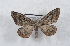 (Rolepa marginepicta - Bc-Her5201)  @11 [ ] Unspecified (default): All Rights Reserved  Unspecified Unspecified