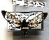  (Gymnelia perniciosa - Bc-Her5942)  @11 [ ] Unspecified (default): All Rights Reserved  Unspecified Unspecified