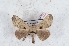  (Hygrochroa firmianoides - Bc-Her5997)  @11 [ ] Unspecified (default): All Rights Reserved  Unspecified Unspecified