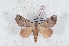  ( - Bc-Her6004)  @11 [ ] Unspecified (default): All Rights Reserved  Unspecified Unspecified