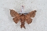  (Psychocampa hamata - Bc-Her6006)  @11 [ ] Unspecified (default): All Rights Reserved  Unspecified Unspecified