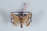  (Pamea albistriga - Bc-Her6012)  @11 [ ] Unspecified (default): All Rights Reserved  Unspecified Unspecified