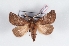  (Tibira narda - Bc-Her6039)  @11 [ ] Unspecified (default): All Rights Reserved  Unspecified Unspecified