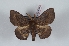  (Ulmara conjuncta - Bc-Her6057)  @11 [ ] Unspecified (default): All Rights Reserved  Unspecified Unspecified