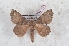  (Olceclostera basifusca - Bc-Her6082)  @11 [ ] Unspecified (default): All Rights Reserved  Unspecified Unspecified