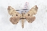  (Hygrochroa - Bc-Her6091)  @11 [ ] Unspecified (default): All Rights Reserved  Unspecified Unspecified