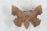  (Trogoptera tirzaha - Bc-Her6103)  @11 [ ] Unspecified (default): All Rights Reserved  Unspecified Unspecified