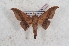  (Psychocampa mulatro - Bc-Her6114)  @11 [ ] Unspecified (default): All Rights Reserved  Unspecified Unspecified