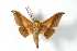  (Psychocampa lacuna - BC-Her3732)  @12 [ ] Copyright (2010) Unspecified Research Collection of Daniel Herbin