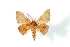  ( - BC-Her3816)  @13 [ ] Copyright (2010) Unspecified Research Collection of Daniel Herbin
