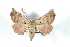  (Apatelodes schusteri - BC-Her4130)  @13 [ ] Copyright (2010) Unspecified Research Collection of Daniel Herbin