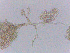  ( - LESF 823)  @11 [ ] CreativeCommons - Attribution Non-Commercial Share-Alike (2014) Andre Rodrigues UNESP-São Paulo State University