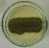  ( - LESF 831)  @11 [ ] CreativeCommons - Attribution Non-Commercial Share-Alike (2014) Andre Rodrigues UNESP-São Paulo State University