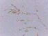  ( - LESF 831)  @11 [ ] CreativeCommons - Attribution Non-Commercial Share-Alike (2014) Andre Rodrigues UNESP-São Paulo State University