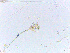  ( - LESF 839)  @11 [ ] CreativeCommons - Attribution Non-Commercial Share-Alike (2014) Andre Rodrigues UNESP-São Paulo State University