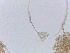  ( - LESF 841)  @11 [ ] CreativeCommons - Attribution Non-Commercial Share-Alike (2014) Andre Rodrigues UNESP-São Paulo State University