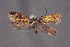  ( - CZ-Z5028)  @11 [ ] Copyright (2010) Unspecified The Reasearch Collection of H. Christof Zeller-Lukashort