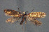  ( - MK-2.764)  @11 [ ] Copyright (2010) Unspecified The Reasearch Collection of H. Christof Zeller-Lukashort