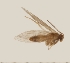  (Tasmantrix nigrocornis - CCDB-02223-E11)  @13 [ ] Copyright (2009) Unspecified The Reasearch Collection of David C. Lees