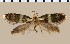  (Tasmantrix phalaros - CCDB-02227-B02)  @11 [ ] Copyright (2010) Unspecified The Reasearch Collection of George W. Gibbs