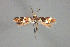  ( - MK-4758)  @11 [ ] Copyright (2010) Unspecified The Reasearch Collection of H. Christof Zeller-Lukashort