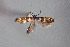  ( - MK-7593)  @11 [ ] Copyright (2010) Unspecified The Reasearch Collection of H. Christof Zeller-Lukashort