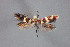  ( - CZ-Z5057)  @11 [ ] Copyright (2010) Unspecified The Reasearch Collection of H. Christof Zeller-Lukashort