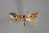  ( - CZ-Z5061)  @11 [ ] Copyright (2010) Unspecified The Reasearch Collection of H. Christof Zeller-Lukashort