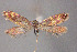  ( - MK-5275)  @11 [ ] Copyright (2010) Unspecified The Reasearch Collection of H. Christof Zeller-Lukashort