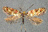  (Micropterix tunbergella - MK-4492)  @14 [ ] Copyright (2010) Unspecified The Reasearch Collection of H. Christof Zeller-Lukashort