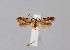  (Alloclita recisella - CCDB-23375 E03)  @11 [ ] Copyright (2018) Zoological Institute of the Russian Academy of Science Zoological Institute of the Russian Academy of Science