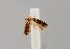  ( - CCDB-23375 E06)  @11 [ ] Copyright (2018) Zoological Institute of the Russian Academy of Science Zoological Institute of the Russian Academy of Science