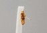  (Alloclita haifensis - CCDB-23375 E07)  @11 [ ] Copyright (2018) Zoological Institute of the Russian Academy of Science Zoological Institute of the Russian Academy of Science