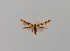  ( - CCDB-23375 F06)  @11 [ ] Copyright (2018) Zoological Institute of the Russian Academy of Science Zoological Institute of the Russian Academy of Science