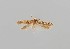  ( - CCDB-23375 H05)  @11 [ ] Copyright (2018) Zoological Institute of the Russian Academy of Science Zoological Institute of the Russian Academy of Science