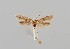  ( - CCDB-23375 H06)  @11 [ ] Copyright (2018) Zoological Institute of the Russian Academy of Science Zoological Institute of the Russian Academy of Science
