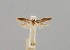  (Blastobasis sp. 3 - CCDB-23375 H07)  @11 [ ] Copyright (2018) Zoological Institute of the Russian Academy of Science Zoological Institute of the Russian Academy of Science