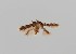  (Blastobasis sp. 4 - CCDB-23375 H08)  @11 [ ] Copyright (2018) Zoological Institute of the Russian Academy of Science Zoological Institute of the Russian Academy of Science
