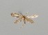  (Greya dubatolovi - CCDB-23375 H09)  @11 [ ] Copyright (2018) Zoological Institute of the Russian Academy of Science Zoological Institute of the Russian Academy of Science