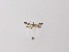  ( - CCDB-23847 H01)  @11 [ ] Copyright (2018) Zoological Institute of the Russian Academy of Science Zoological Institute of the Russian Academy of Science