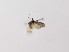  ( - CCDB-23847 H03)  @11 [ ] Copyright (2018) Zoological Institute of the Russian Academy of Science Zoological Institute of the Russian Academy of Science