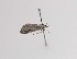  (Udea altaica - CCDB-23847 H05)  @11 [ ] Copyright (2018) Zoological Institute of the Russian Academy of Science Zoological Institute of the Russian Academy of Science
