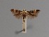  ( - CCDB-17970 C06)  @13 [ ] Copyright (2016) Zoological Institute of the Russian Academy of Science Zoological Institute of the Russian Academy of Science