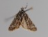  ( - CCDB-17970 E01)  @11 [ ] Copyright (2016) Zoological Institute of the Russian Academy of Science Zoological Institute of the Russian Academy of Science