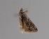  ( - CCDB-17970 E02)  @12 [ ] Copyright (2016) Zoological Institute of the Russian Academy of Science Zoological Institute of the Russian Academy of Science