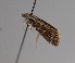  ( - CCDB-17970 E04)  @11 [ ] Copyright (2016) Zoological Institute of the Russian Academy of Science Zoological Institute of the Russian Academy of Science