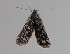  (Polopeustis altaica - CCDB-17970 E07)  @12 [ ] Copyright (2016) Zoological Institute of the Russian Academy of Science Zoological Institute of the Russian Academy of Science