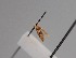  ( - CCDB-17970 G08)  @11 [ ] Copyright (2016) Zoological Institute of the Russian Academy of Science Zoological Institute of the Russian Academy of Science