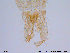  (Chaetocladius sp. 3ES - ES278)  @12 [ ] CreativeCommons - Attribution Non-Commercial Share-Alike (2013) NTNU Museum of Natural History and Archaeology NTNU Museum of Natural History and Archaeology